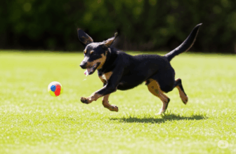 Imagen2 La Alegría de Tener una Mascota: Guía Completa para Cuidadores Felices