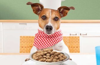 La Dieta Perfecta para tu Mascota: ¿Mito o Realidad?