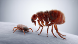 Pulgas y garrapatas en mascotas: prevención, identificación y eliminación
