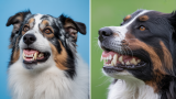 Salud dental en perros y gatos: por qué es importante y cómo cuidarla